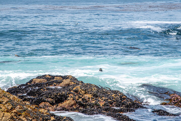 Waves Crashing on the California Coast at Pebble Beach