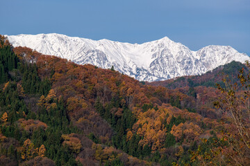雪山と黄葉