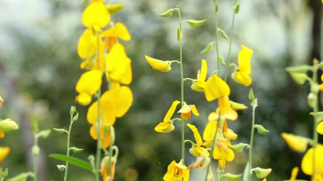 Close up of yellow crotalaria juncea flower or indian hemp blowing in the wind.concept nature and scenic relaxing scenery.