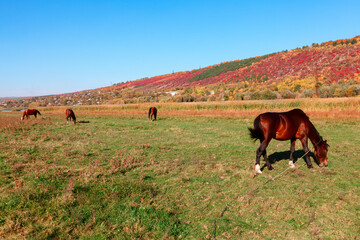 Obraz premium Domestic horse on the pasture . Rustic meadow with farm animals