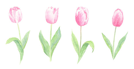 水彩で描いたピンクのチューリップ　セット