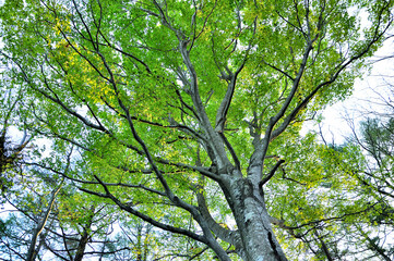 春の三国山稜　三国山のブナの新緑
