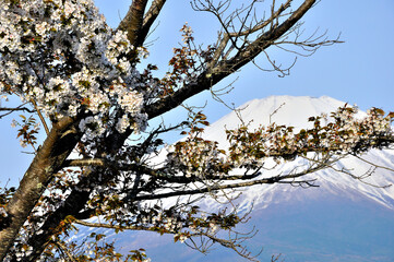 山中湖村パノラマ台より望む桜咲く春の富士山
パノラマ台は県道730号山中湖小山線の山中湖から三国峠へ向かう道路の途中に位置する展望台及び駐車場。富士八景に選定され、富士山のビューポイントとして有名な場所。晴れた日には駐車場に車を停めて富士山と山中湖の絶景を堪能する人が絶えない。したがい休日の晴れた日などは、少ない駐車台数のため路上駐車が目立つようになる。
