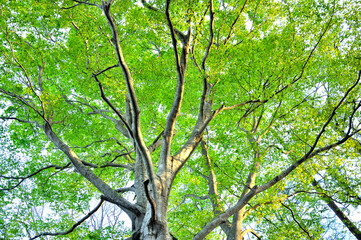 春の三国山稜　三国山のブナの新緑
