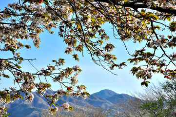 ヤマザクラ咲く山中湖村パノラマ台より望む御正体山
パノラマ台は県道730号山中湖小山線の山中湖から三国峠へ向かう道路の途中に位置する展望台及び駐車場。富士八景に選定され、富士山のビューポイントとして有名な場所。晴れた日には駐車場に車を停めて富士山と山中湖の絶景を堪能する人が絶えない。したがい休日の晴れた日などは、少ない駐車台数のため路上駐車が目立つようになる。
