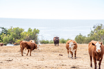 Obraz premium Cows on the Pacific Coast Shoreline