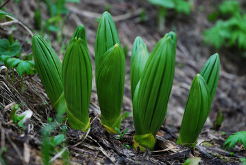 Young shoots of spring plants