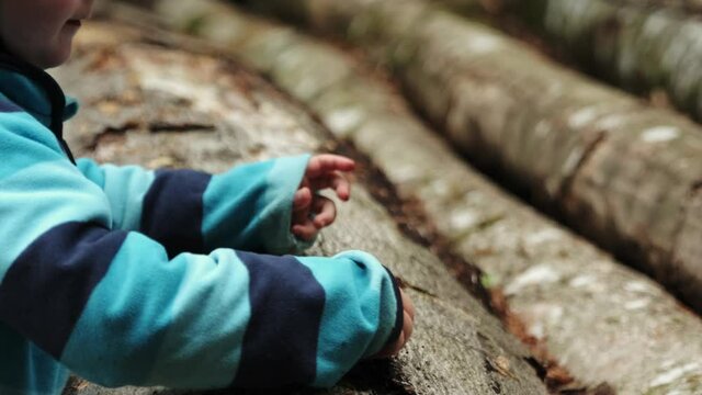Young boy cutting the bark of a log with a Swiss army knife. Shot in slow motion on an overcast day. Close up