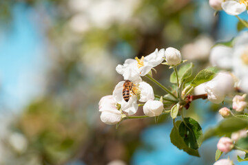 A bee on white flowers of an apple tree.