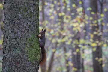 A squirrel climbing a tree in autumn scenery.
