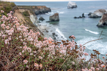 Flowers Along The Coast of the California Pacific Coast Highway