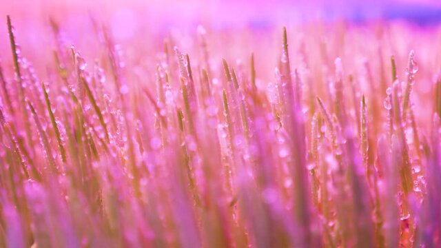 Spray wheat with artificial light plant sprouted grain seeds growing herbs ultraviolet lamp phyto. Watering plants herbs home growing micro green sprouting organic indoor growing lights led plant care