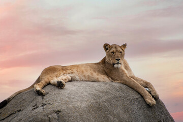 Fototapeta na wymiar Female lion or Panthera leo lying on a big stone and looking into the camera