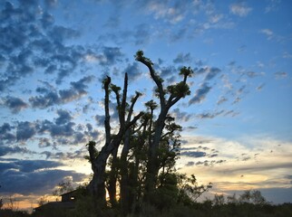 Atardecer en el ombú