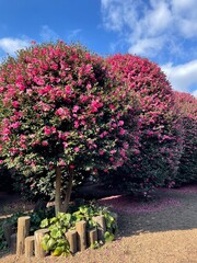 Fototapeta premium blooming tree in spring