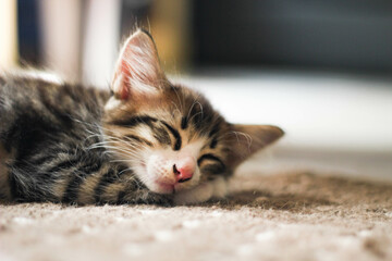 The kitten is sleeping comfortably on the carpet.