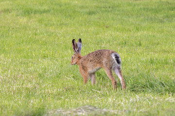 wildlife and wild animals, free living european hare eating on a green meadow, Bavaria, Germany