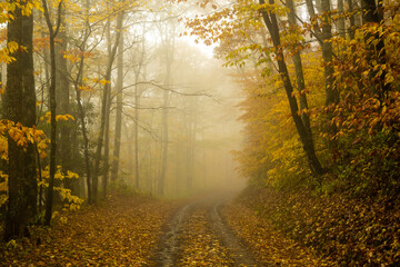 Obraz premium Golden Leaves Line a Dirt Road through the Smokies