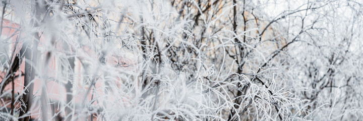 Snow and rime ice on the branches of bushes. Beautiful winter background with twigs covered with hoarfrost. Plants in the park are covered with hoar frost. Cold snowy weather. Cool frosting texture.