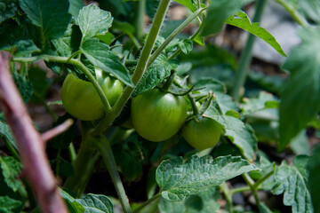 Tomate verde