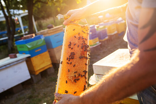 Beehive Spring Management. beekeeper inspecting bee hive and prepares apiary. Beekeeping. Beekeeper grey protective suit costume checks beehives holds a frame with last year's sealed honey 