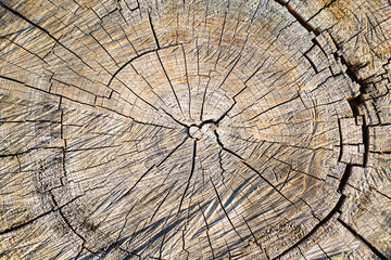 Wooden background, a cut of an old tree.