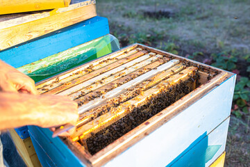 Beehive Spring Management. beekeeper inspecting bee hive and prepares apiary for summer season. Beekeeping. 