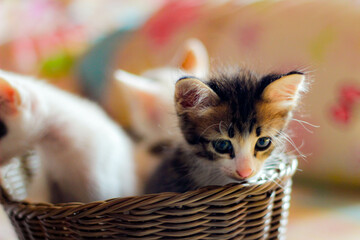 Three colored kittens in a brown wicker basket © Birch Photography