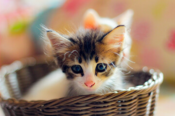 Three colored kittens in a brown wicker basket