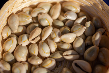 Sea shells in a basket