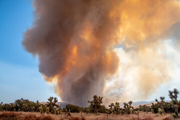 Wildfire in the California Wilderness
