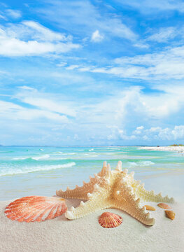 A Focus Stacked Image of a Sea Star and Shells on a Beautiful White Sand Florida Beach