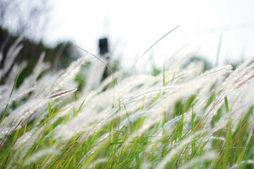 The Fountain Grass White in a meadow in a tropical country.