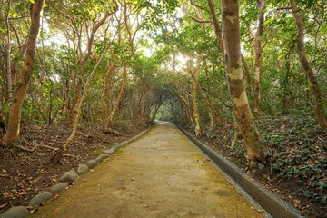 Obraz premium ツバキに囲まれた足摺岬灯台の遊歩道の情景＠高知