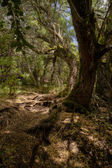 Hiking in the woods. View of the footpath across the green forest. 