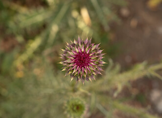 Floral. Top view of Cirsium vulgare purple flowers blooming in the field. 