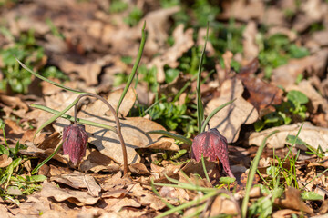 Tulip reservation  in Orheiu Bistriței, Romania,  tulip motley fritillaria meleagris 2021