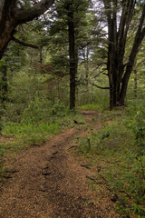 Trekking in the woods. View of the footpath across the green forest. 
