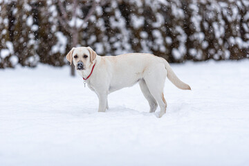 A young labrador retriever stands in snowdrifts and looks at the camera. Snowing. Nose in the snow. Looking in camera