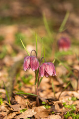 Tulip reservation  in Orheiu Bistriței, Romania,  tulip motley fritillaria meleagris 2021