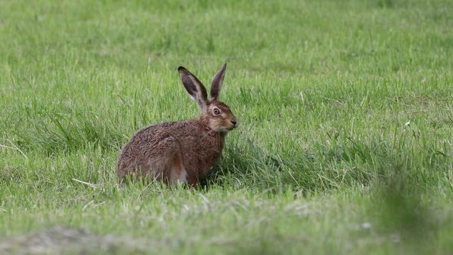 wildlife and wild animals, free living european hare eating on a green meadow, Bavaria, Germany