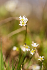Small white flower, in the forest in Bistrita, Romania, 2021 