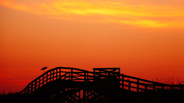 Great Blue Herron on the Pier