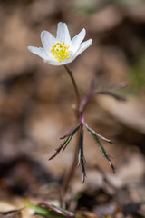 Small white flower, in the forest in Bistrita, Romania, 2021 