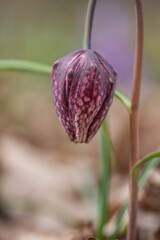 Tulip reservation  in Orheiu Bistriței, Romania,  tulip motley fritillaria meleagris 2021