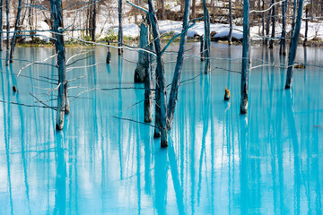 雪が残る春の青い池　美瑛町
