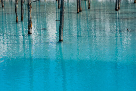 さざ波が立つ青い池の水面 美瑛町 © kinpouge