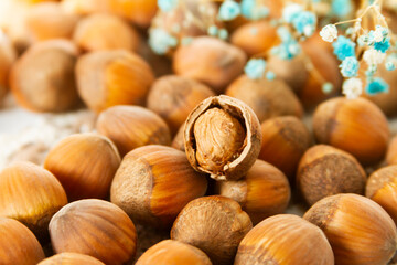 Hazelnut with shell close up.
