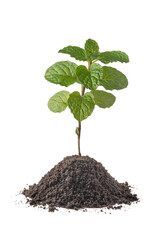 mint plant, popular fresh green organic fragrant herb with soil, isolated on white background