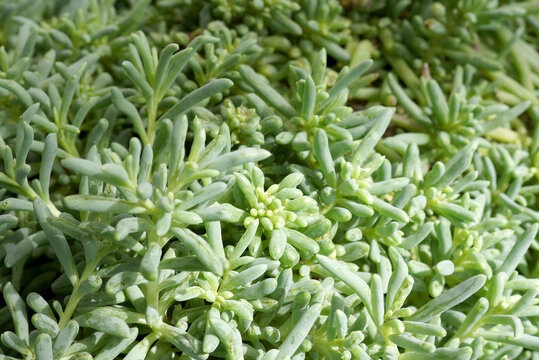 The foliage of the succulent commonly known as little pickles (Othonna capensis)